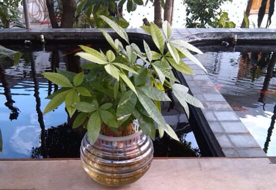 发财树的叶子能水插吗,发财树如何叶子水插(四个步骤)