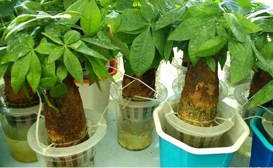 发财树的叶子能水插吗,发财树如何叶子水插(四个步骤)