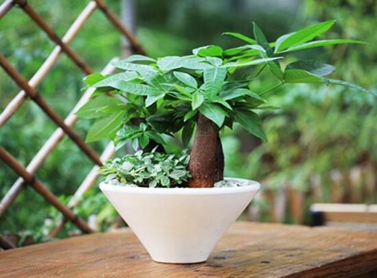 发财树如何繁殖,四种繁殖办法教你轻松养殖发财树