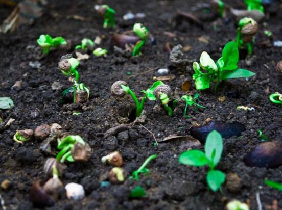 发财树如何繁殖,四种繁殖办法教你轻松养殖发财树