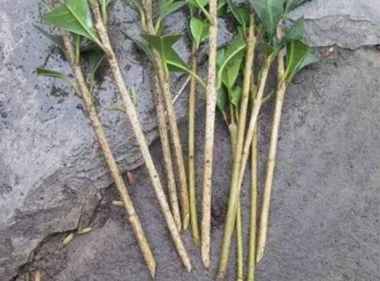 发财树如何繁殖,四种繁殖办法教你轻松养殖发财树