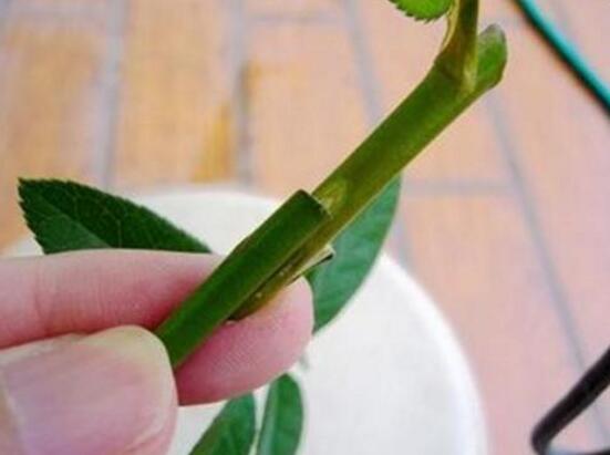 发财树如何繁殖,四种繁殖办法教你轻松养殖发财树