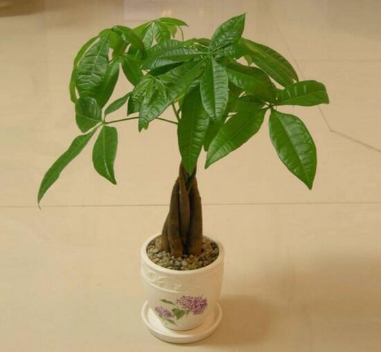 发财树如何繁殖,四种繁殖办法教你轻松养殖发财树