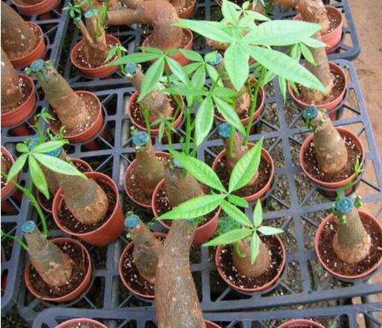 发财树如何繁殖,四种繁殖办法教你轻松养殖发财树