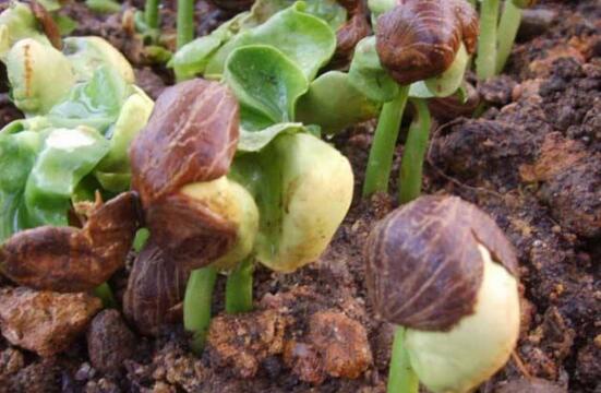 发财树如何繁殖,四种繁殖办法教你轻松养殖发财树