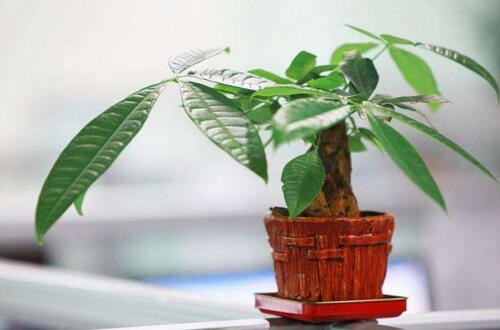发财树如何繁殖,四种繁殖办法教你轻松养殖发财树