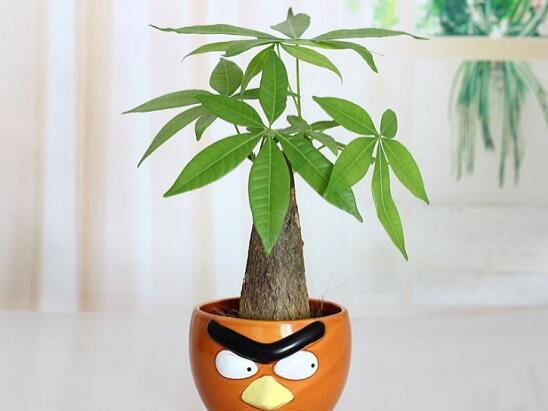 发财树如何繁殖,四种繁殖办法教你轻松养殖发财树