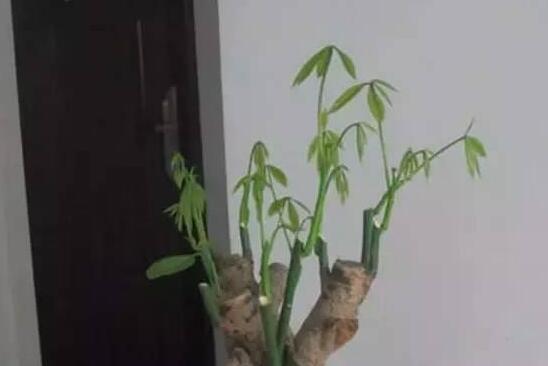 发财树砍头后如何处理，发财树砍头了多久发芽(5～7天)