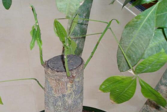 发财树砍头后如何处理，发财树砍头了多久发芽(5～7天)