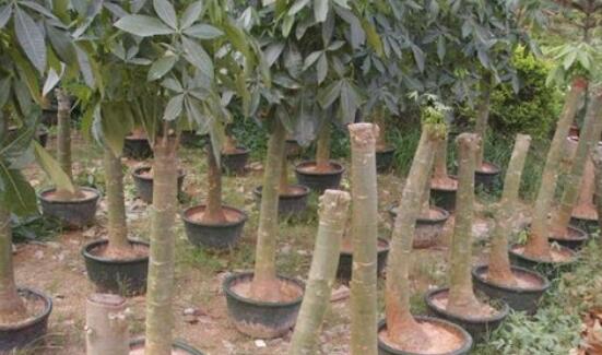 发财树砍头后如何处理，发财树砍头了多久发芽(5～7天)