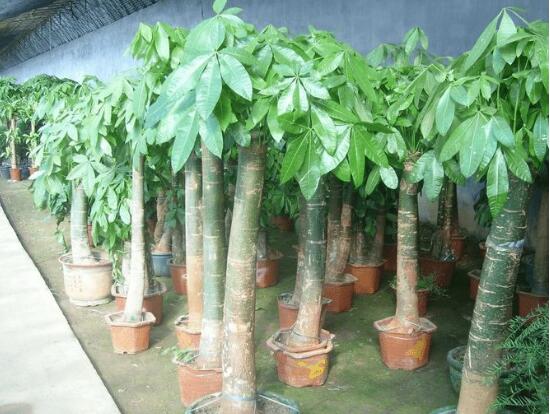 发财树砍头后如何处理，发财树砍头了多久发芽(5～7天)