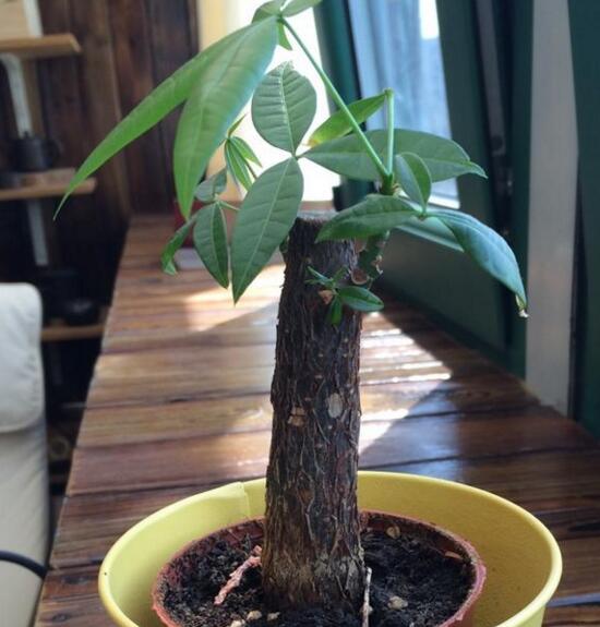 发财树砍头后如何处理，发财树砍头了多久发芽(5～7天)