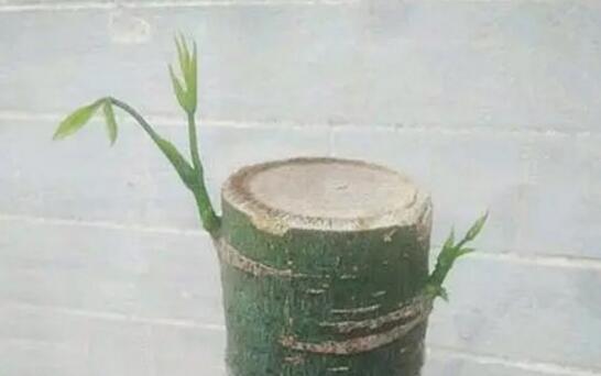 发财树砍头后如何处理，发财树砍头了多久发芽(5～7天)