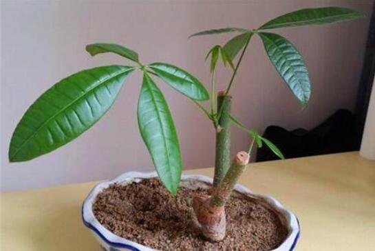 发财树砍头后如何处理，发财树砍头了多久发芽(5～7天)