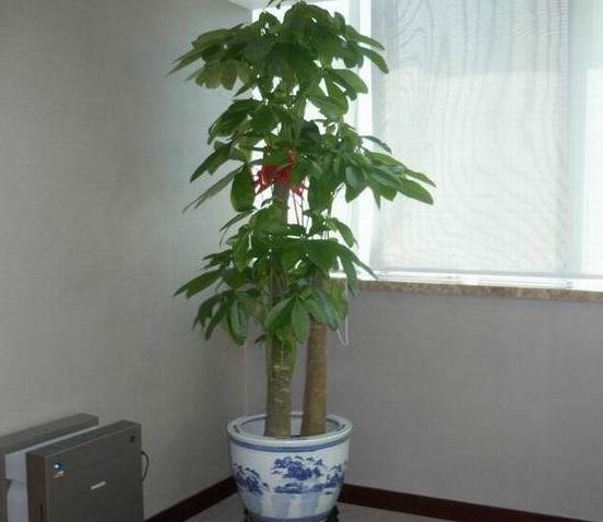 发财树用什么肥料最好,含氮的复合有机肥最利于生长