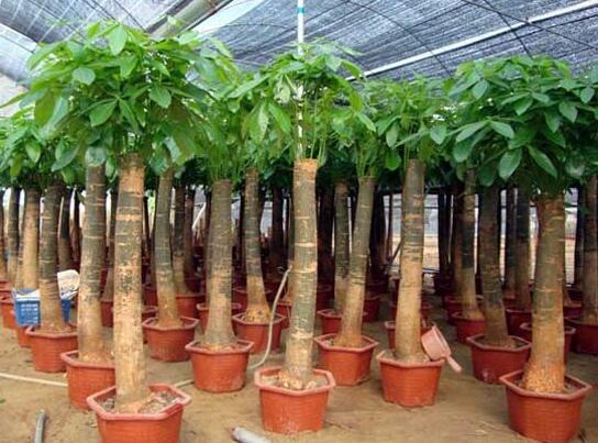 发财树用什么肥料最好，含氮的复合有机肥最利于生长