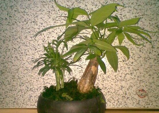 发财树用什么肥料最好,含氮的复合有机肥最利于生长