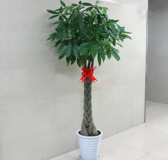 发财树有几种种类图片，台湾发财树/大叶发财树/发财靓树