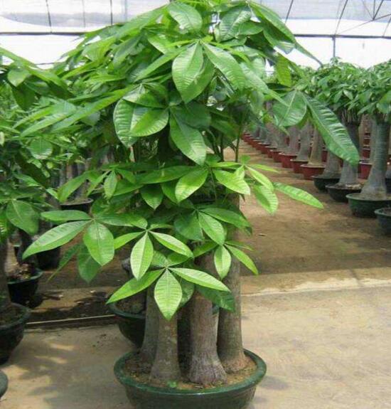 发财树有几种种类图片，台湾发财树/大叶发财树/发财靓树
