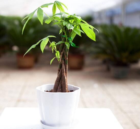发财树有几种种类图片，台湾发财树/大叶发财树/发财靓树