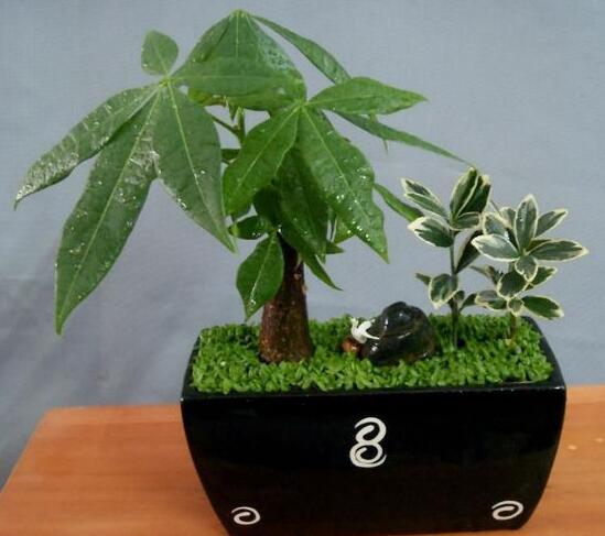 发财树有几种种类图片，台湾发财树/大叶发财树/发财靓树