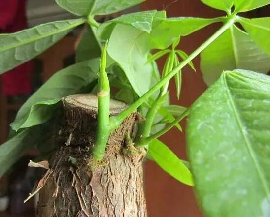 发财树有几种种类图片，台湾发财树/大叶发财树/发财靓树