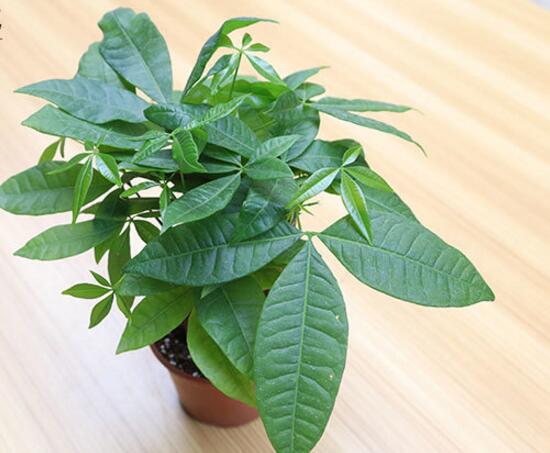发财树有几种种类图片，台湾发财树/大叶发财树/发财靓树