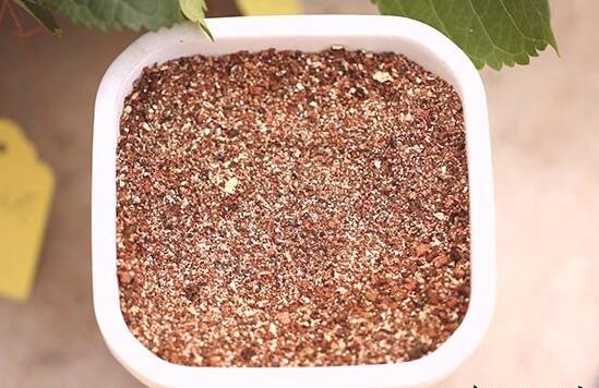 发财树如何养才茂盛，五种办法让你的发财树长得枝繁叶茂