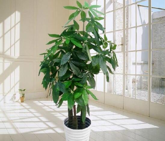 发财树如何养才茂盛，五种办法让你的发财树长得枝繁叶茂