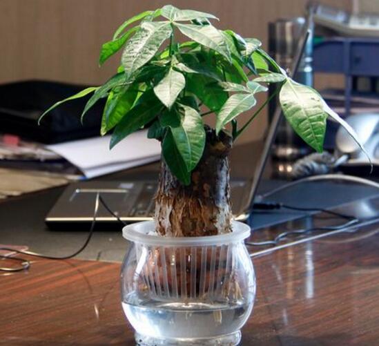 发财树如何养才茂盛，五种办法让你的发财树长得枝繁叶茂