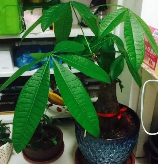 发财树如何养才茂盛，五种办法让你的发财树长得枝繁叶茂