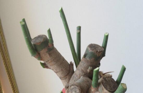 发财树如何养才茂盛，五种办法让你的发财树长得枝繁叶茂