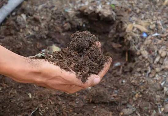 发财树如何养才茂盛，五种办法让你的发财树长得枝繁叶茂