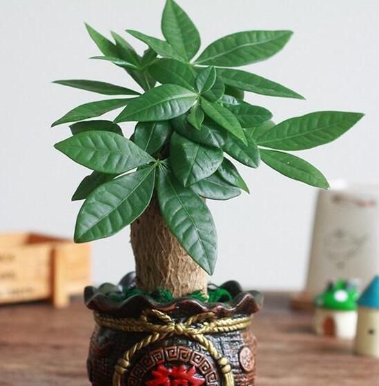 发财树如何养才茂盛，五种办法让你的发财树长得枝繁叶茂