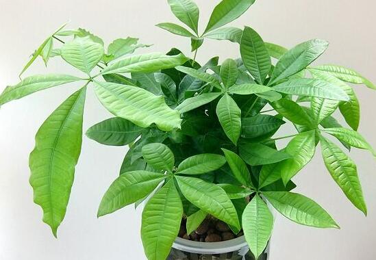 发财树如何养才茂盛，五种办法让你的发财树长得枝繁叶茂