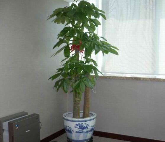 新购买的发财树如何养，七个步骤手把手教你养殖