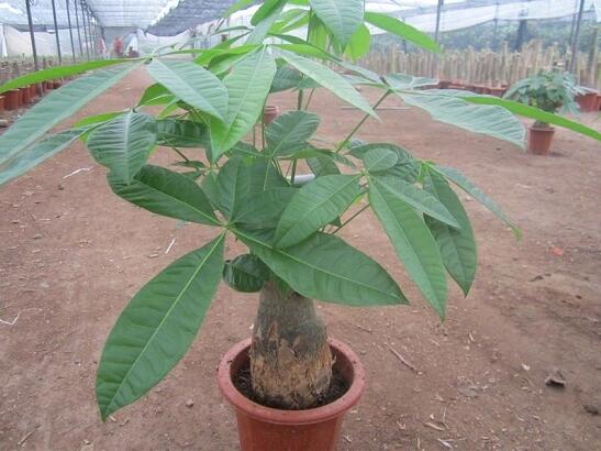 新购买的发财树如何养，七个步骤手把手教你养殖