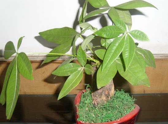 新购买的发财树如何养，七个步骤手把手教你养殖