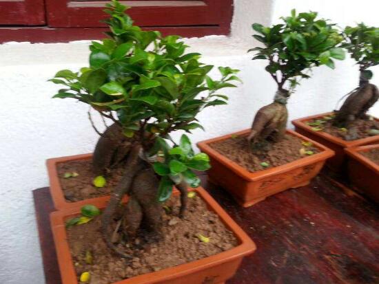 新购买的发财树如何养，七个步骤手把手教你养殖