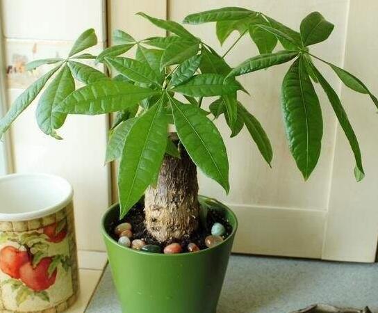 发财树如何使用生根粉，1:600比例稀释后浇灌根部