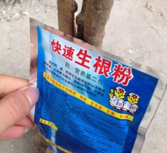 发财树如何使用生根粉，1:600比例稀释后浇灌根部