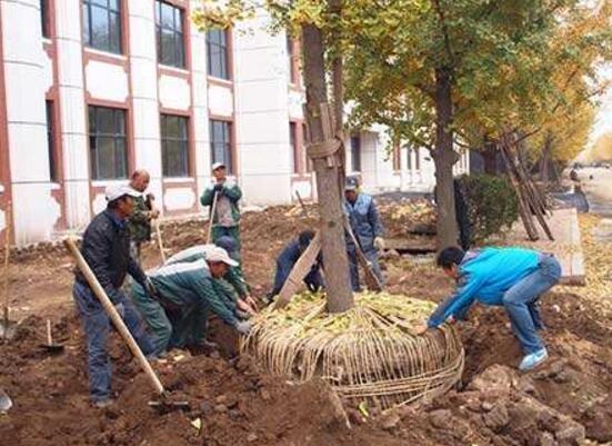 发财树如何使用生根粉，1:600比例稀释后浇灌根部
