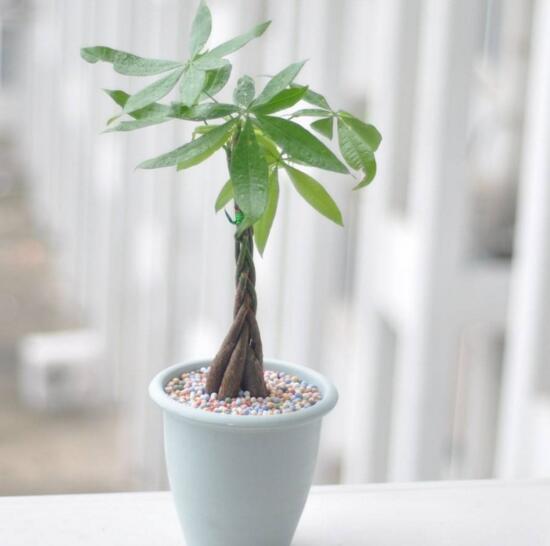 发财树客厅摆放示意图，四种摆放办法让你财运滚滚来