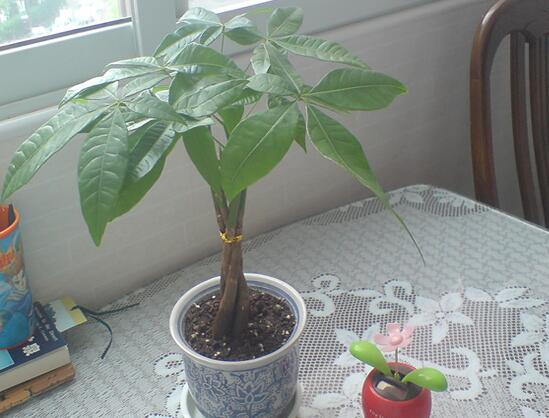 发财树客厅摆放示意图，四种摆放办法让你财运滚滚来