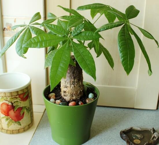 发财树客厅摆放示意图，四种摆放办法让你财运滚滚来