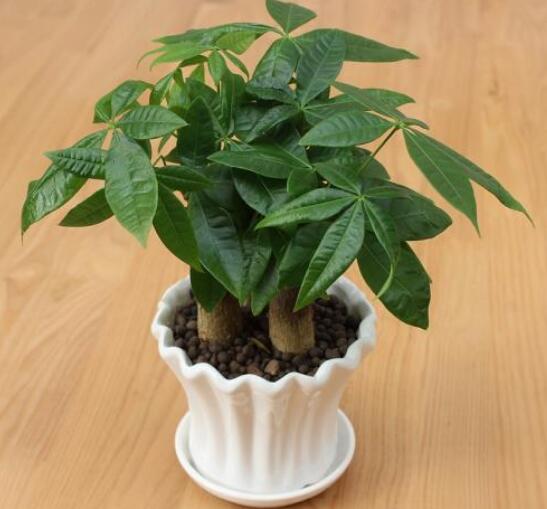 发财树客厅摆放示意图，四种摆放办法让你财运滚滚来