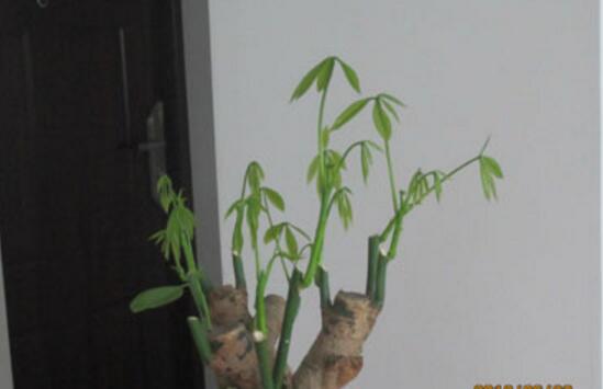 大发财树的修剪办法图,4个步骤教你如何修剪大发财树