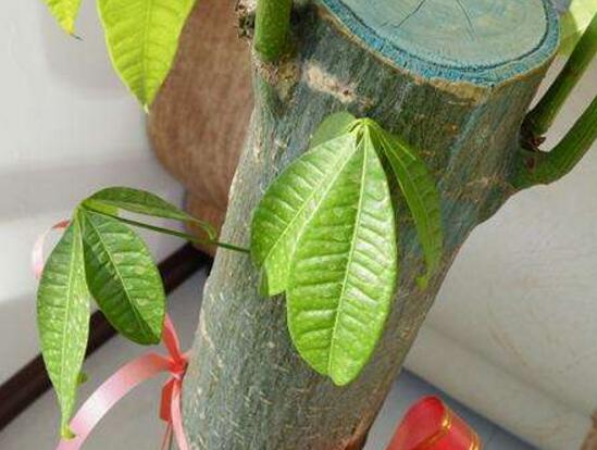 大发财树的修剪办法图,4个步骤教你如何修剪大发财树