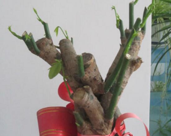 大发财树的修剪办法图,4个步骤教你如何修剪大发财树