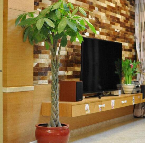 大发财树的修剪办法图,4个步骤教你如何修剪大发财树